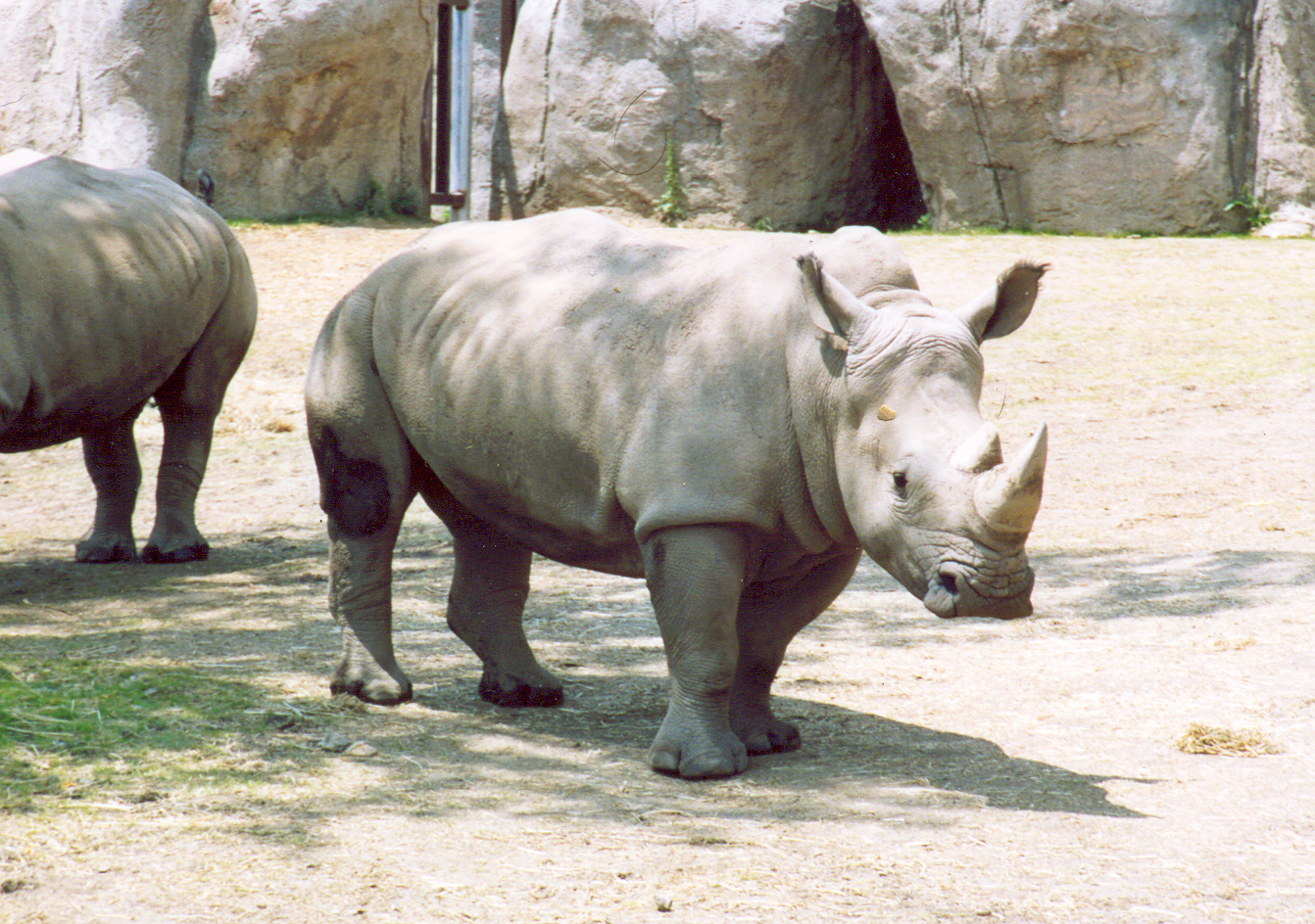 whiterhinoscan0016.jpg